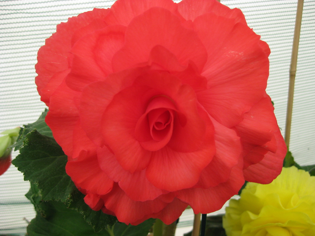 B. ‘Louise Kimber’